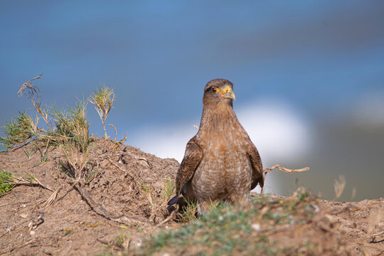 Chimango falcon in the coast , in Argentina
