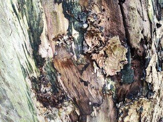 Tree Bark Texture
