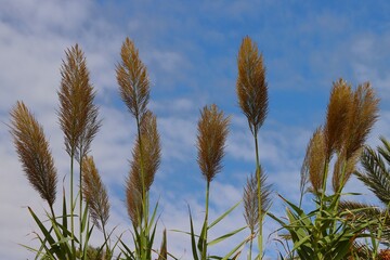 kłosy czyli kwiaty ozdobnej trawy na tle błękitnego nieba.  © Pawel Zabczyk