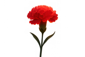 Red carnation flower in full bloom, symbolizing love and passion, with a transparent background