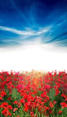 Vibrant red poppies under a bright, colorful horizon - stunning landscape photography with natural beauty and vivid colors