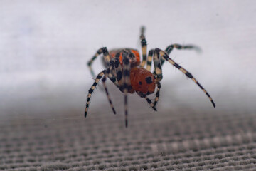 Spider on a curtain