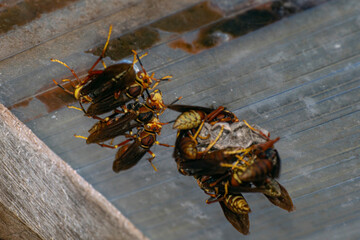 Paper wasp hanging on the ceiling , in Argentina