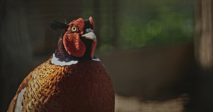 Male common pheasant - Phasianus colchicus, ring-necked pheasant, or blue-headed pheasant, is a bird in the pheasant family Phasianidae
