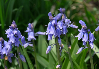 Spring blossom Spanish bluebell (Hyacinthoides hispanica)