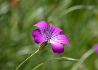 Corn-cockle flower (lat.- agrostemma githago)