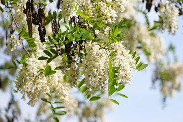 Black locust (lat.- Robinia pseudoacacia)