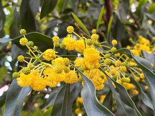 Acacia saligna spring blooming