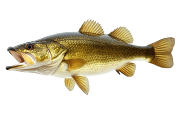 A walleye fish isolated on transparent background is swimming with its mouth open, showcasing its elongated body, sharp teeth, and golden scales in a studio shot