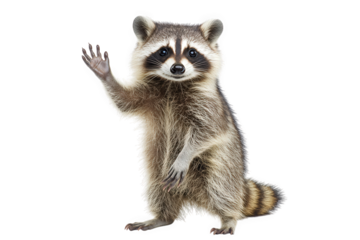 A raccoon standing on its hind legs and waving its paw, isolated on transparent background the animal has a black mask around its eyes and a bushy tail