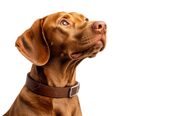 Vizsla dog portrait isolated on transparent background a beautiful, purebred hungarian vizsla with a sleek, reddishbrown coat poses against a clean white backdrop