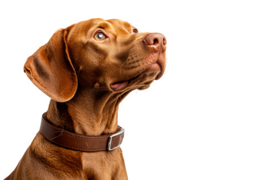 Vizsla dog portrait isolated on transparent background a beautiful, purebred hungarian vizsla with a sleek, reddishbrown coat poses against a clean white backdrop
