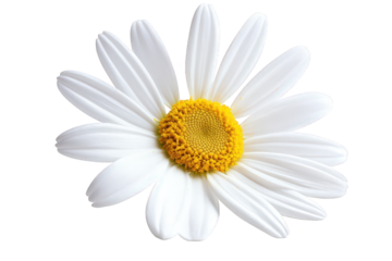 A closeup of a beautiful daisy isolated on transparent background, showcasing its delicate white petals and vibrant yellow center, creating a cheerful and bright image