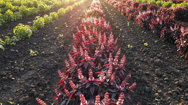Rows of Dark Red Basil Plants in a Garden at Sunset.