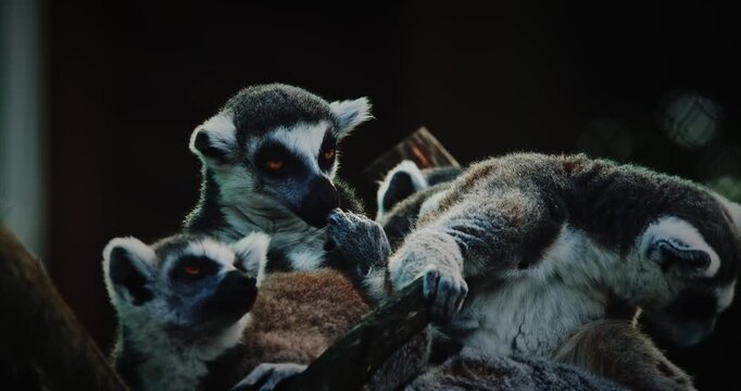 Lemurs Posing in Charming Tree Setting