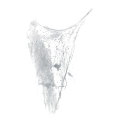 spider on web, 300 dpi