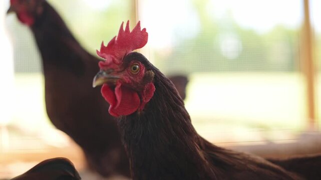 Close-up side view of hen chicken in rustic countryside environment Brown chicken with red comb in coop on sunny day chicken