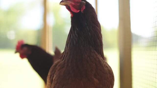 Pair of chickens in rustic farm setting under natural light Two brown hens inside chicken coop with blurred outdoor background chickens