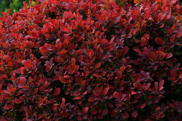 Red leaves of Thunberg barberry close-up

