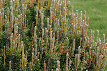 branches of ornamental pine with young cones

