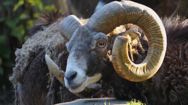 Close up of a mouflon ram head is looking around on a sunny spring day