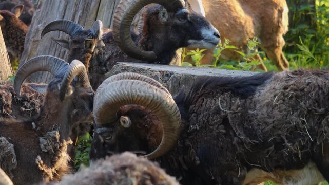 Close up of a group mouflon ram goats standing and looking around on a sunny spring day