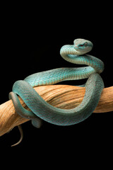 
Striking Blue Viper Coiled on a Branch Against a Dark Background