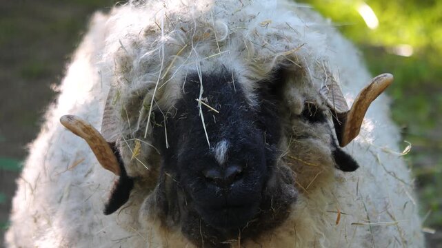 Close up of a black nose sheep head is looking around on a sunny spring day