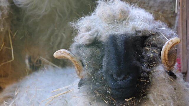 Close up of a black nose sheep head is looking around on a sunny spring day