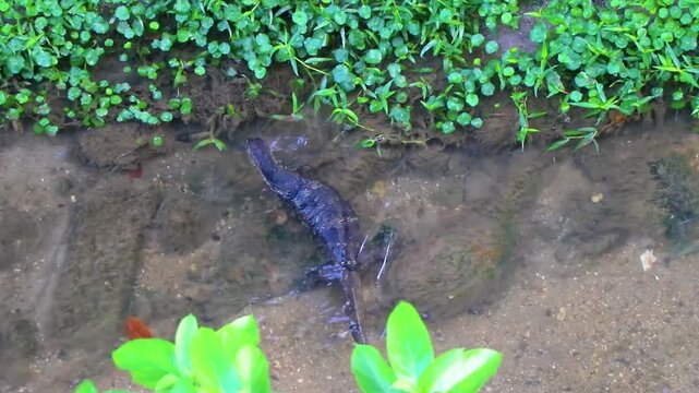 Large monitor lizard swims along tropical river in Phuket Thailand.