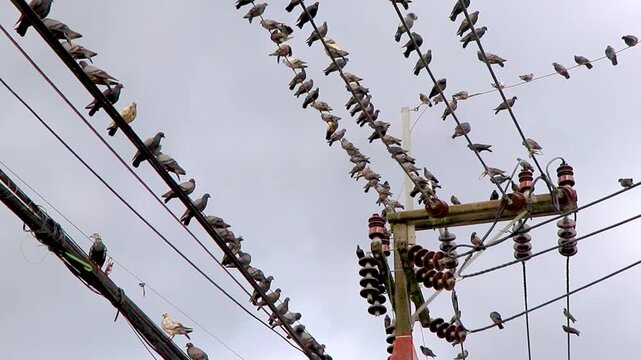 Many pigeons sitting on power pole and cables in Thailand.
