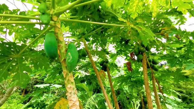 Papaya tree with leaves flowers fruits and stem Phuket Thailand.