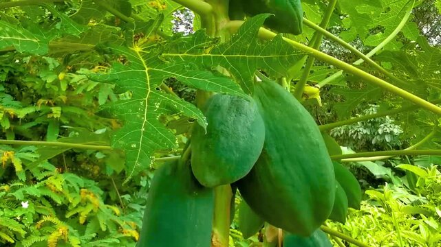Papaya tree with leaves flowers fruits and stem Phuket Thailand.