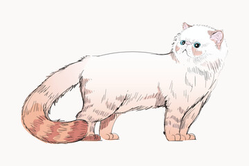 Himalayan cat animal illustration vector
