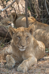 Lion cubs resting in the shade