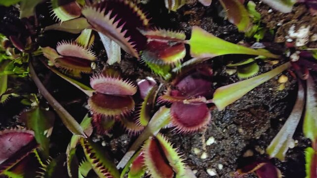 Close up of a Venus flytrap Carnivorous plant on a sunny day