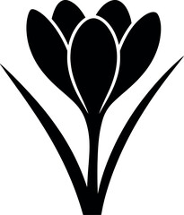 Black crocus flower silhouette bloom