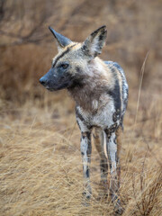 african painted dog surveying surroundings