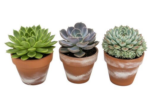 Three potted succulents