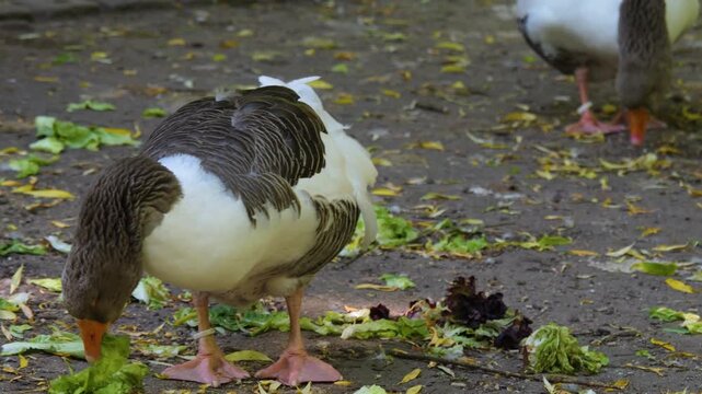 Close up of goose walking ina backyard beside a pond on a sunny day searching for food
