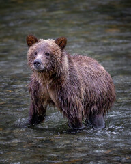 Grizzly Bear Cub © Francis