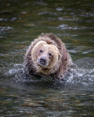 Grizzly Bear Cub © Francis