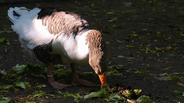 Close up of goose walking ina backyard beside a pond on a sunny day searching for food