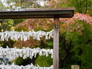 雨に濡れた神社のお神籤