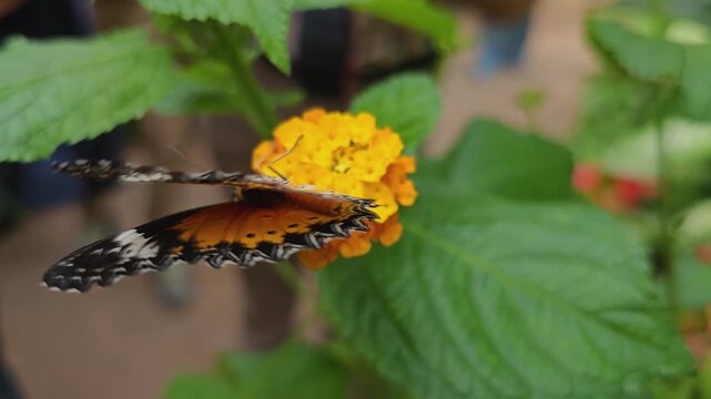 Close up of a Red lacewing butterfly sitting on a flower an moving his wings