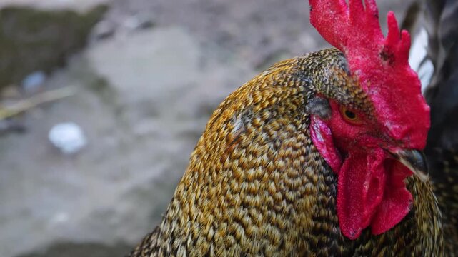 Close up of a rooster head moving around a backyrd in autumn