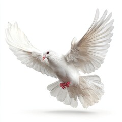 White Dove In Flight Against White Background