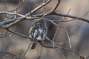 defiant spotted owlet