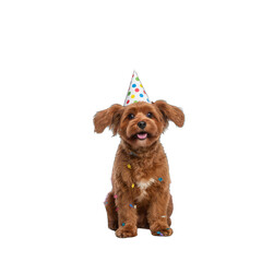 Happy Brown Dog Wearing Colorful Party Hat and Sprinkles Sitting on Transparent Background
