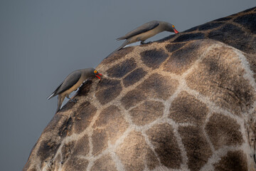 Ox peckers at work on a giraffe